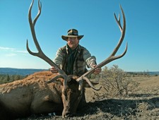 This elk is 44 inches wide